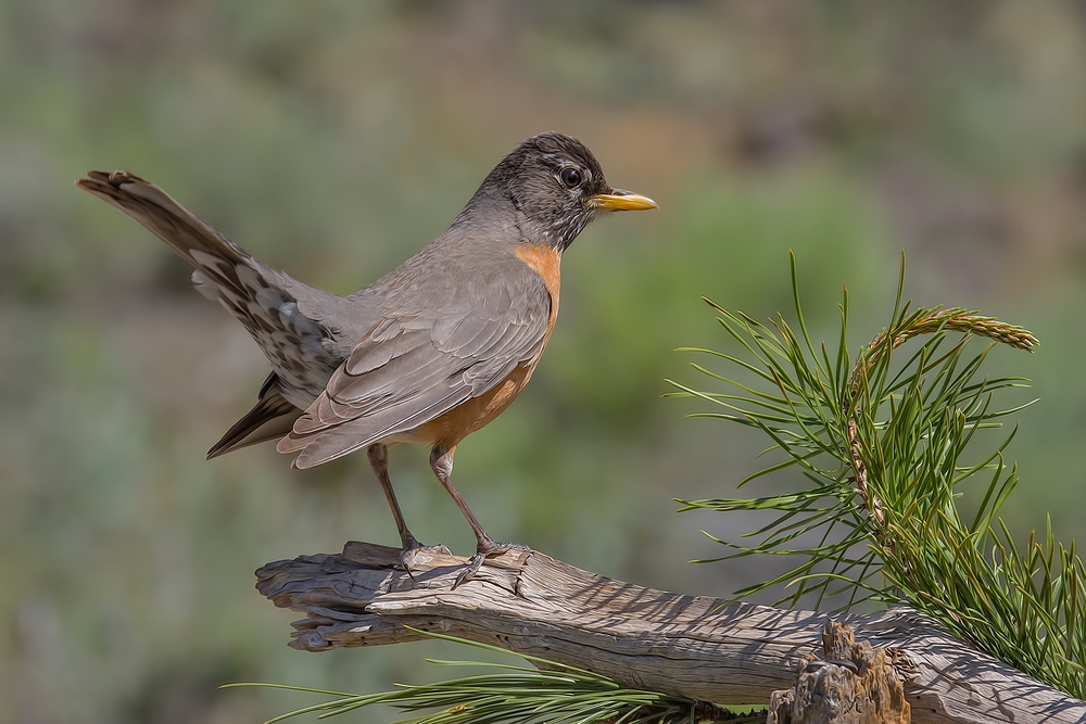 American Robin, Cabin Lake "Guzzlers," Deschutes National Forest, Near Fort Rock, Oregon