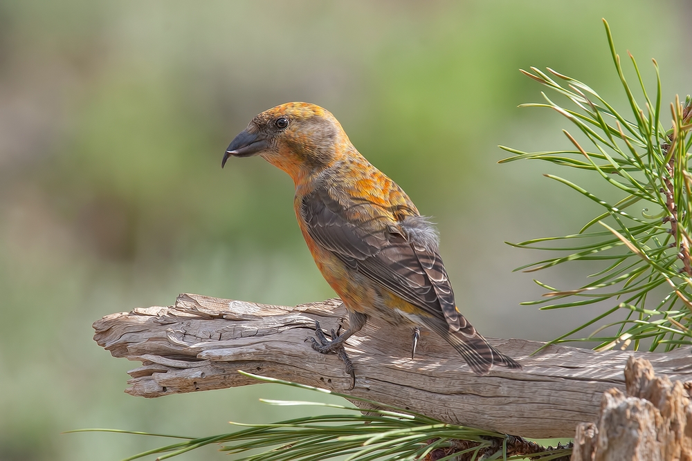 Red Crossbill (Male), Cabin Lake "Guzzlers," Deschutes National Forest, Near Fort Rock, Oregon