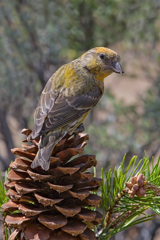 Red Crossbill (Female), Cabin Lake "Guzzlers," Deschutes National Forest, Near Fort Rock, Oregon