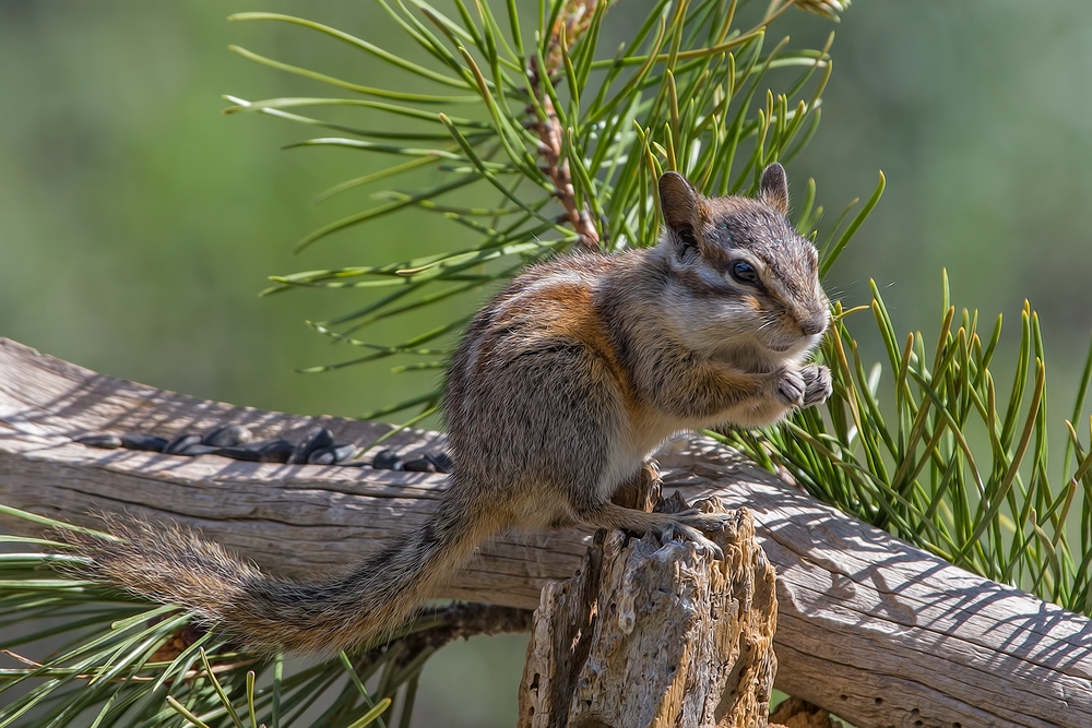 Least Chipmunk, Cabin Lake "Guzzlers," Deschutes National Forest, Near Fort Rock, Oregon