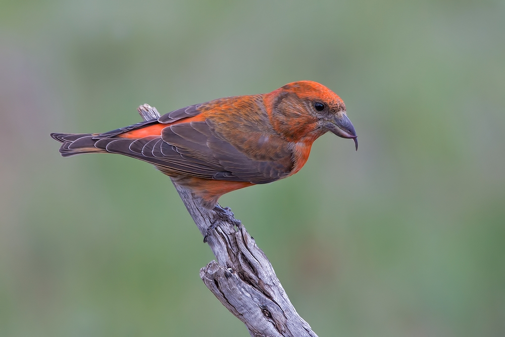 Red Crossbill (Male), Cabin Lake "Guzzlers," Deschutes National Forest, Near Fort Rock, Oregon