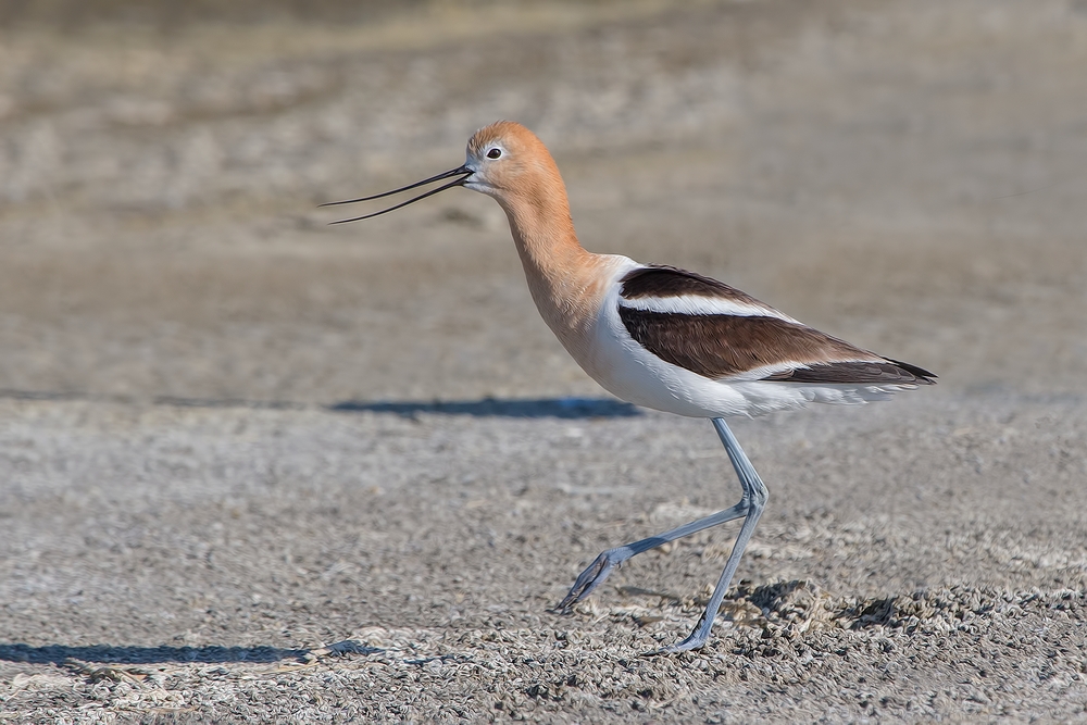 American Avocet, Bullgate Dike, Summer Lake Wildlife Refuge, Oregon