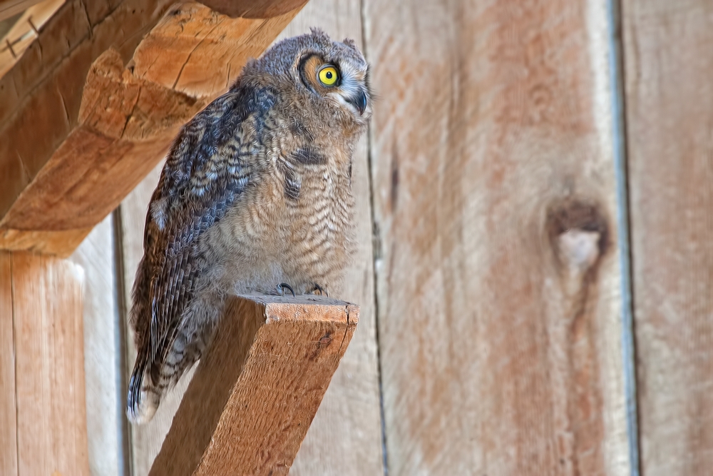 Great Horned Owl (Juvenile), Abandoned Barn, Summer Lake Wildlife Refuge, Oregon