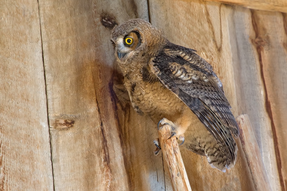 Great Horned Owl (Juvenile), Abandoned Barn, Summer Lake Wildlife Refuge, Oregon