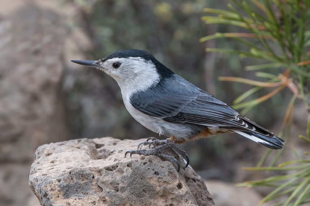 White-Breasted Nuthatch, Cabin Lake "Guzzlers," Deschutes National Forest, Near Fort Rock, Oregon