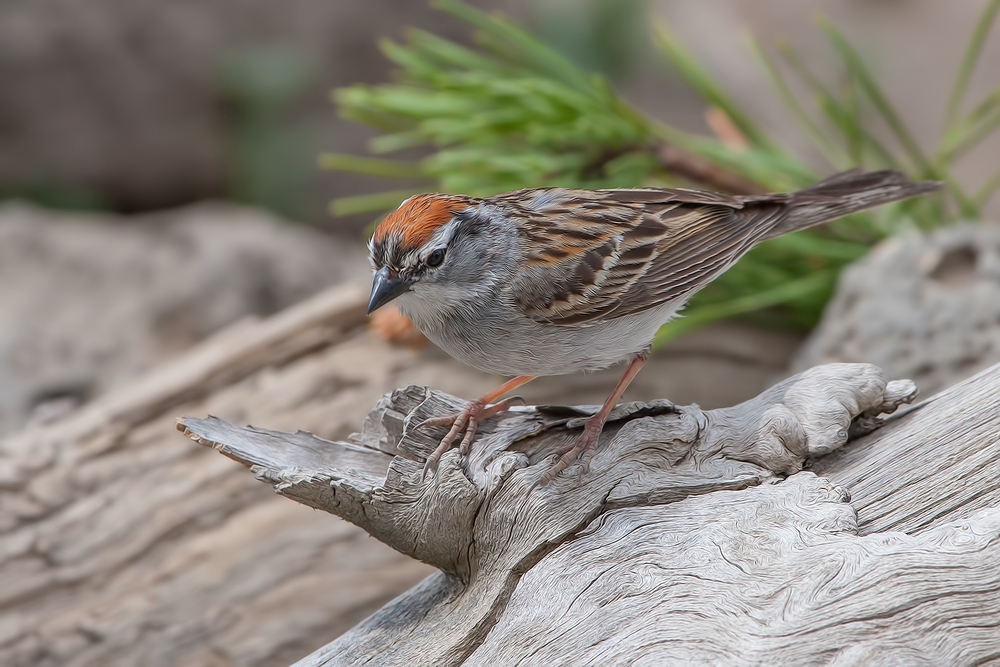 Chipping Sparrow, Cabin Lake "Guzzlers," Deschutes National Forest, Near Fort Rock, Oregon