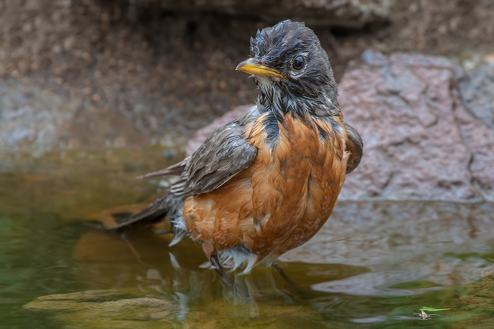 American Robin, Cabin Lake "Guzzlers," Deschutes National Forest, Near Fort Rock, Oregon