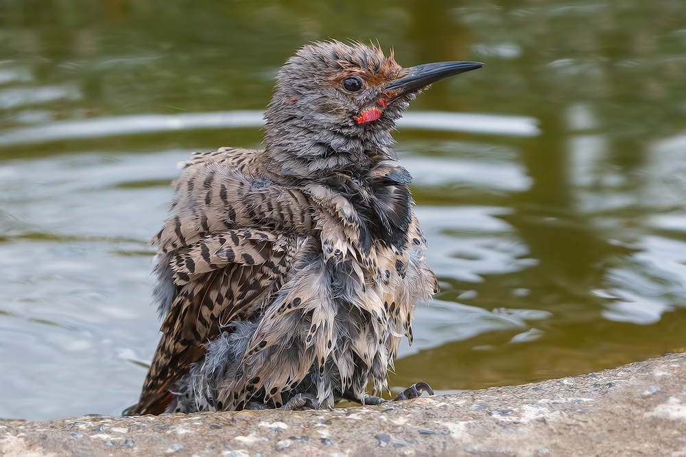 Northern Flicker (Male), Cabin Lake "Guzzlers," Deschutes National Forest, Near Fort Rock, Oregon