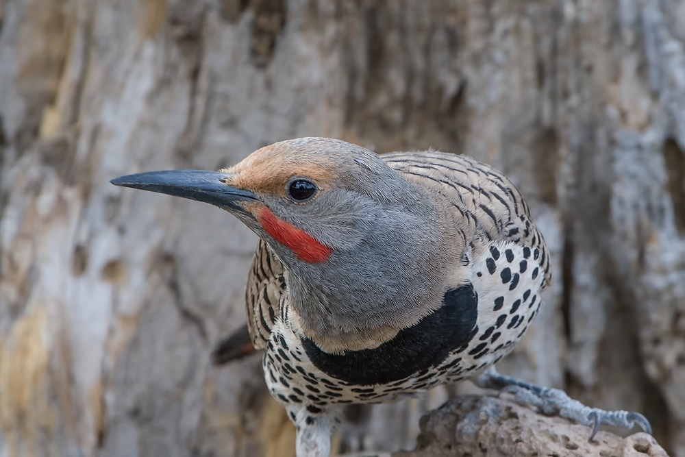 Northern Flicker (Male), Cabin Lake "Guzzlers," Deschutes National Forest, Near Fort Rock, Oregon