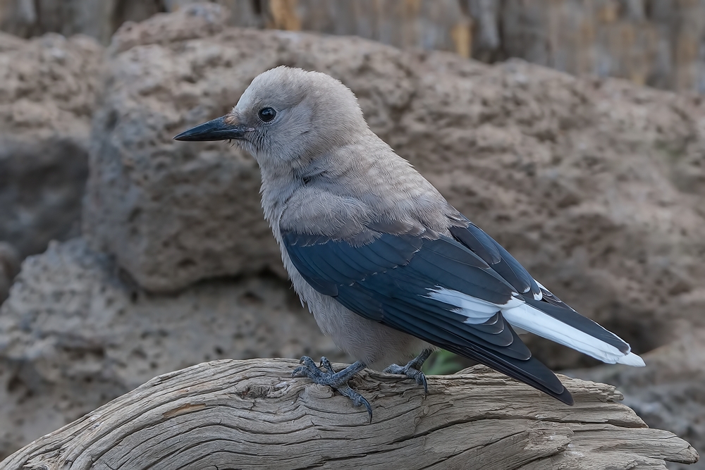 Clark's Nutcracker (Juvenile), Cabin Lake "Guzzlers," Deschutes National Forest, Near Fort Rock, Oregon