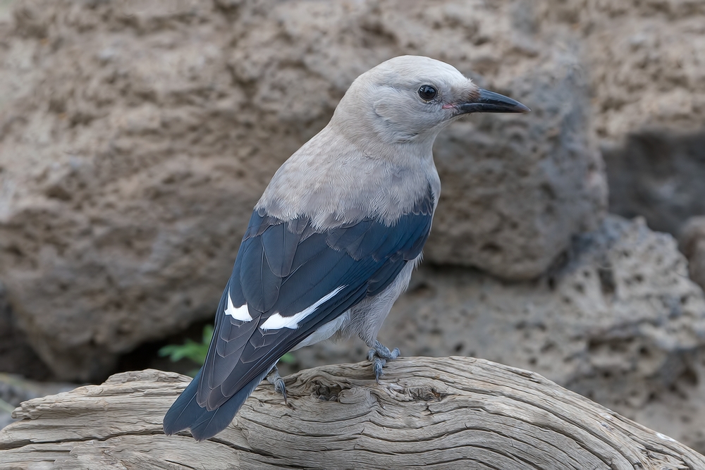 Clark's Nutcracker (Adult), Cabin Lake "Guzzlers," Deschutes National Forest, Near Fort Rock, Oregon