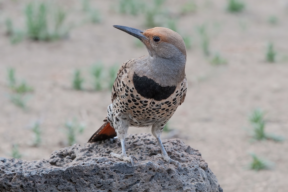 Northern Flicker (Female), Cabin Lake "Guzzlers," Deschutes National Forest, Near Fort Rock, Oregon