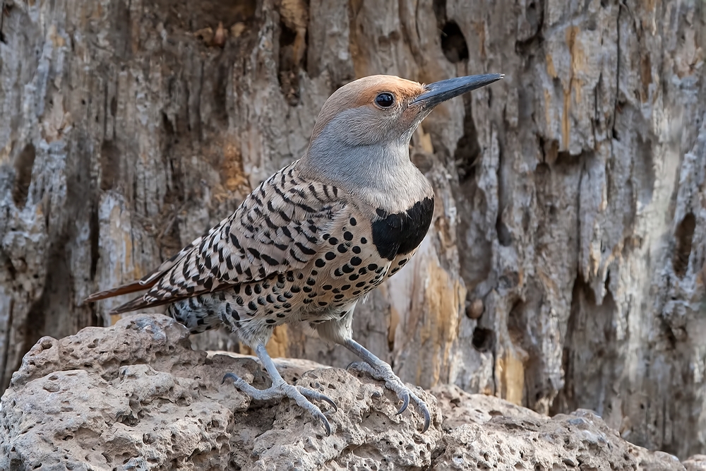 Northern Flicker (Female), Cabin Lake "Guzzlers," Deschutes National Forest, Near Fort Rock, Oregon