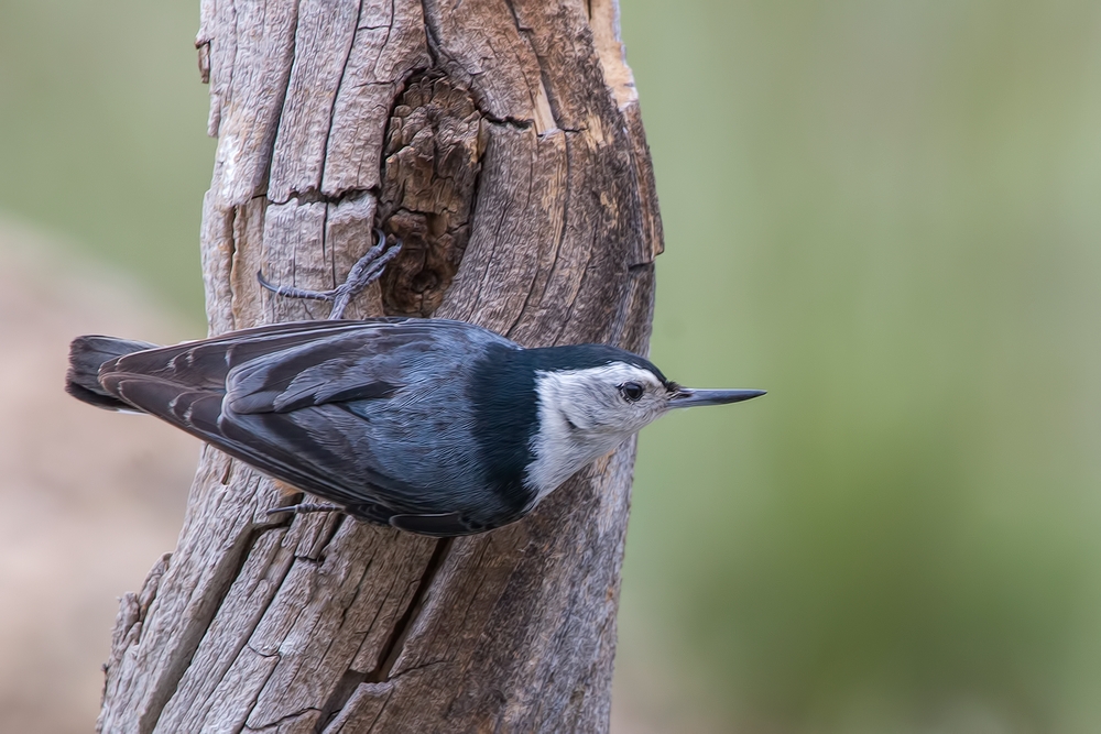 White-Breasted Nuthatch, Cabin Lake "Guzzlers," Deschutes National Forest, Near Fort Rock, Oregon