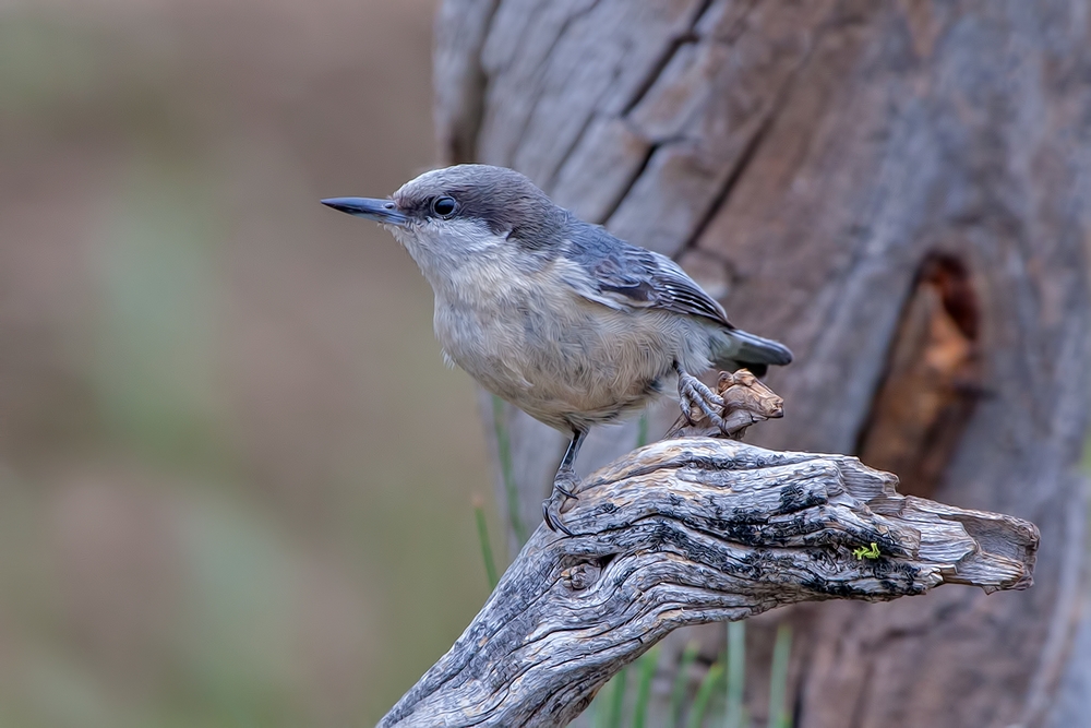 Pygmy Nuthatch, Cabin Lake "Guzzlers," Deschutes National Forest, Near Fort Rock, Oregon