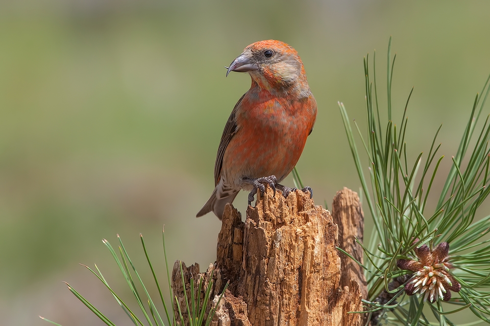 Red Crossbill (Male), Cabin Lake "Guzzlers," Deschutes National Forest, Near Fort Rock, Oregon