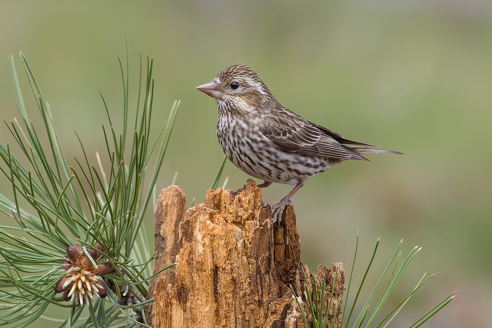 Cassin's Finch (Female), Cabin Lake "Guzzlers," Deschutes National Forest, Near Fort Rock, Oregon