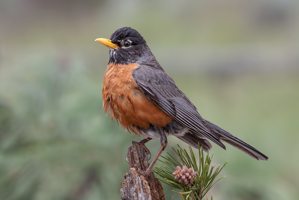 American Robin, Cabin Lake "Guzzlers," Deschutes National Forest, Near Fort Rock, Oregon