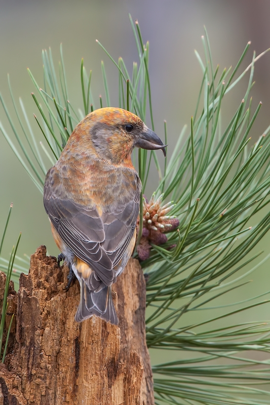 Red Crossbill (Male), Cabin Lake "Guzzlers," Deschutes National Forest, Near Fort Rock, Oregon