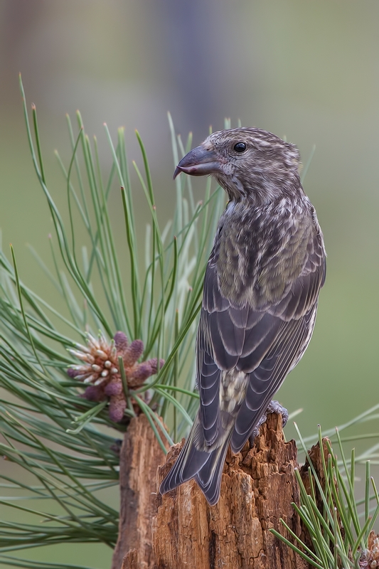 Red Crossbill (Female), Cabin Lake "Guzzlers," Deschutes National Forest, Near Fort Rock, Oregon