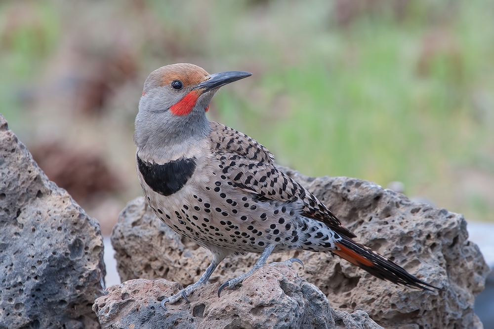 Northern Flicker (Male), Cabin Lake "Guzzlers," Deschutes National Forest, Near Fort Rock, Oregon