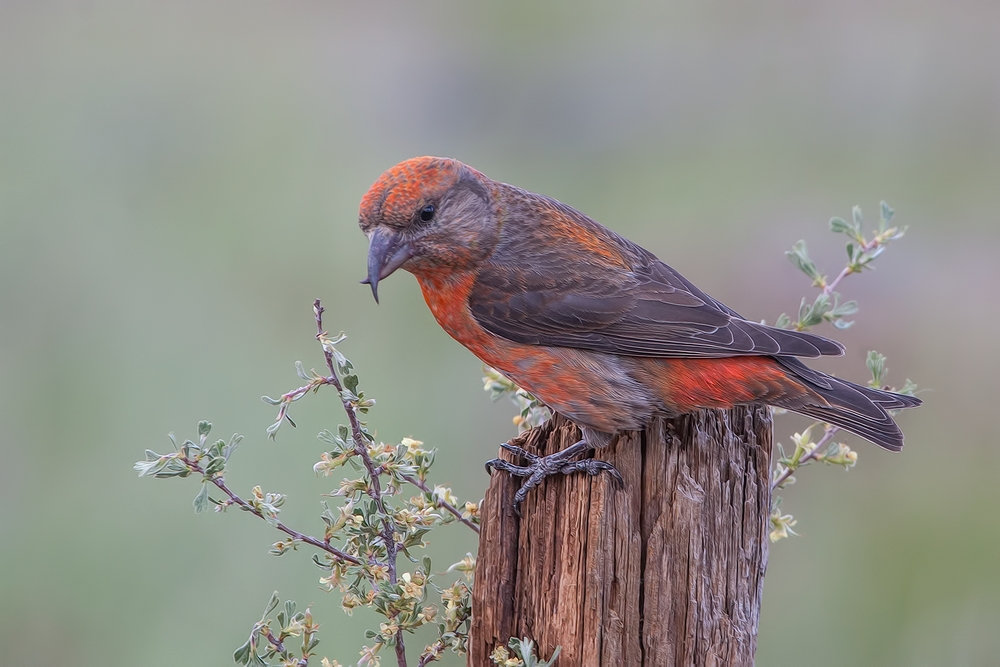 Red Crossbill (Male), Cabin Lake "Guzzlers," Deschutes National Forest, Near Fort Rock, Oregon