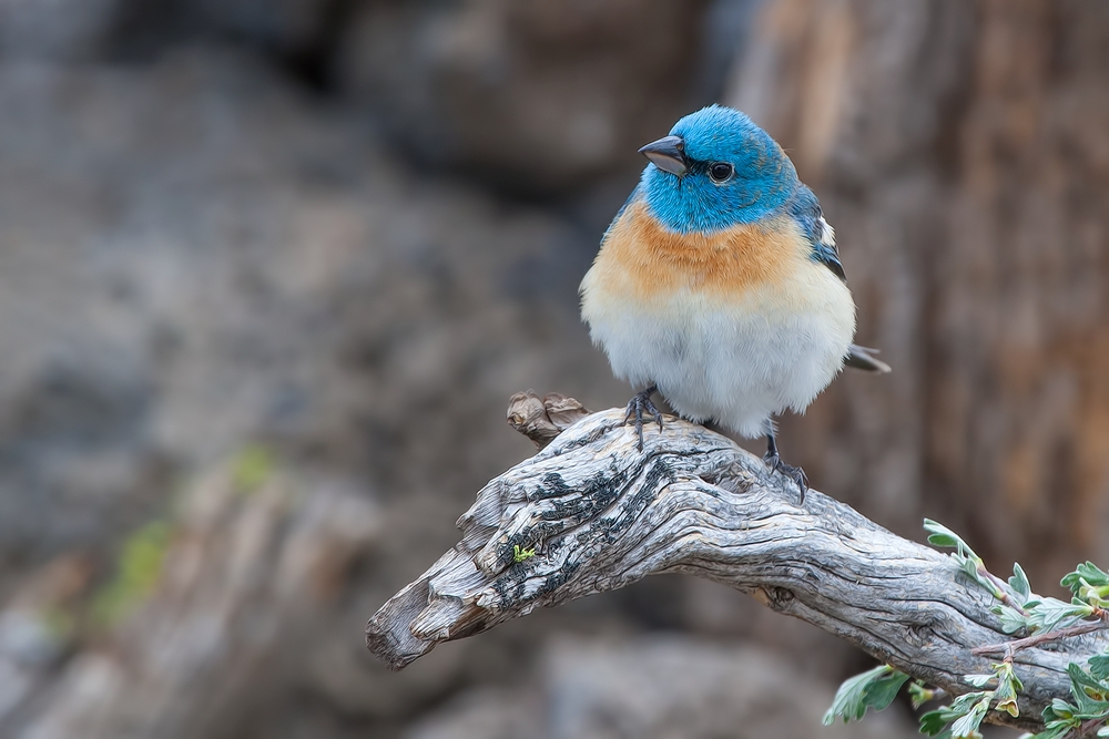 Lazuli Bunting, Cabin Lake "Guzzlers," Deschutes National Forest, Near Fort Rock, Oregon