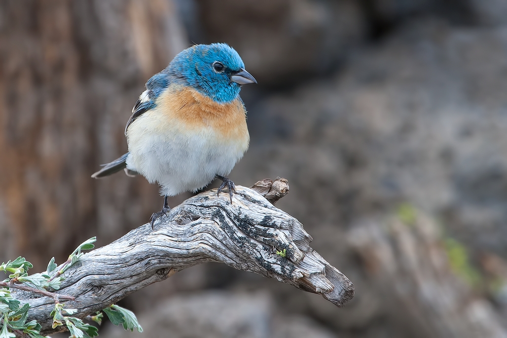 Lazuli Bunting, Cabin Lake "Guzzlers," Deschutes National Forest, Near Fort Rock, Oregon