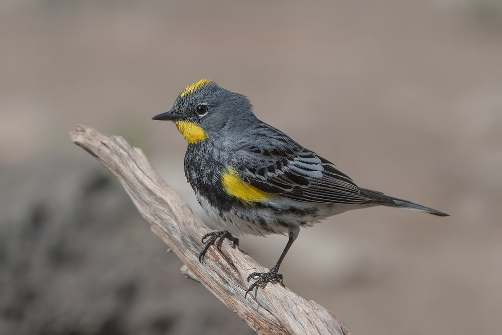 Yellow-Rumped Warbler, Cabin Lake "Guzzlers," Deschutes National Forest, Near Fort Rock, Oregon