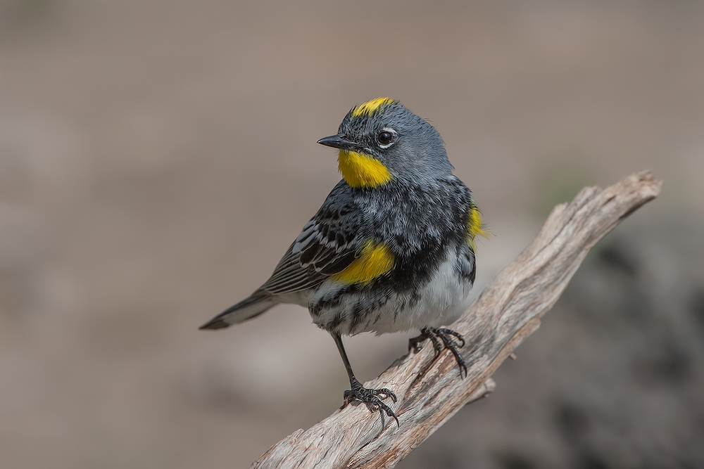 Yellow-Rumped Warbler, Cabin Lake "Guzzlers," Deschutes National Forest, Near Fort Rock, Oregon