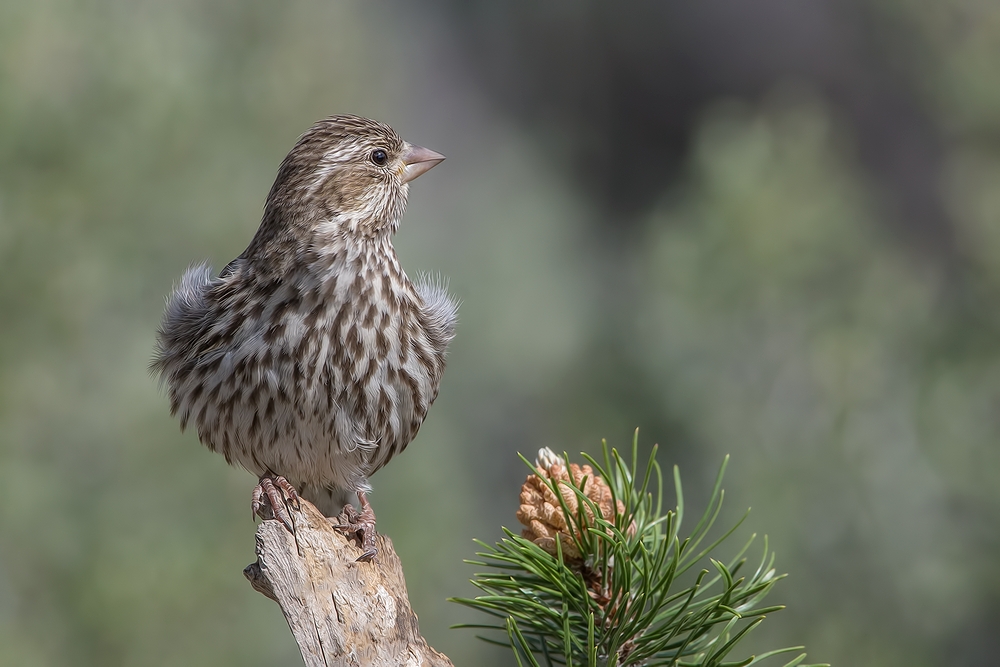 Cassin's Finch (Female), Cabin Lake "Guzzlers," Deschutes National Forest, Near Fort Rock, Oregon