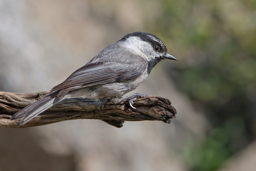 Mountain Chickadee, Cabin Lake "Guzzlers," Deschutes National Forest, Near Fort Rock, Oregon