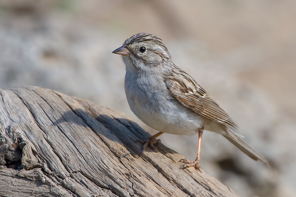 Brewer's Sparrow, Cabin Lake "Guzzlers," Deschutes National Forest, Near Fort Rock, Oregon