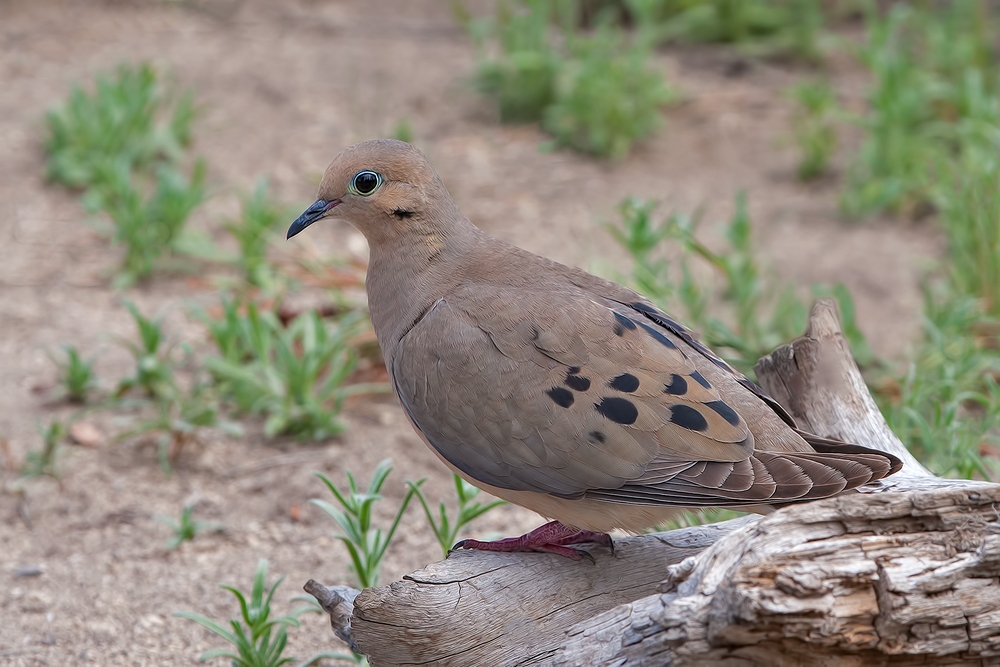 Mourning Dove, Cabin Lake "Guzzlers," Deschutes National Forest, Near Fort Rock, Oregon