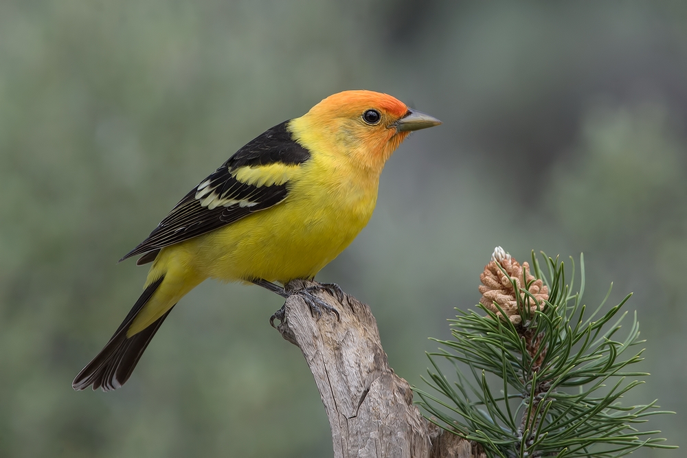 Western Tanager (Male), Cabin Lake "Guzzlers," Deschutes National Forest, Near Fort Rock, Oregon