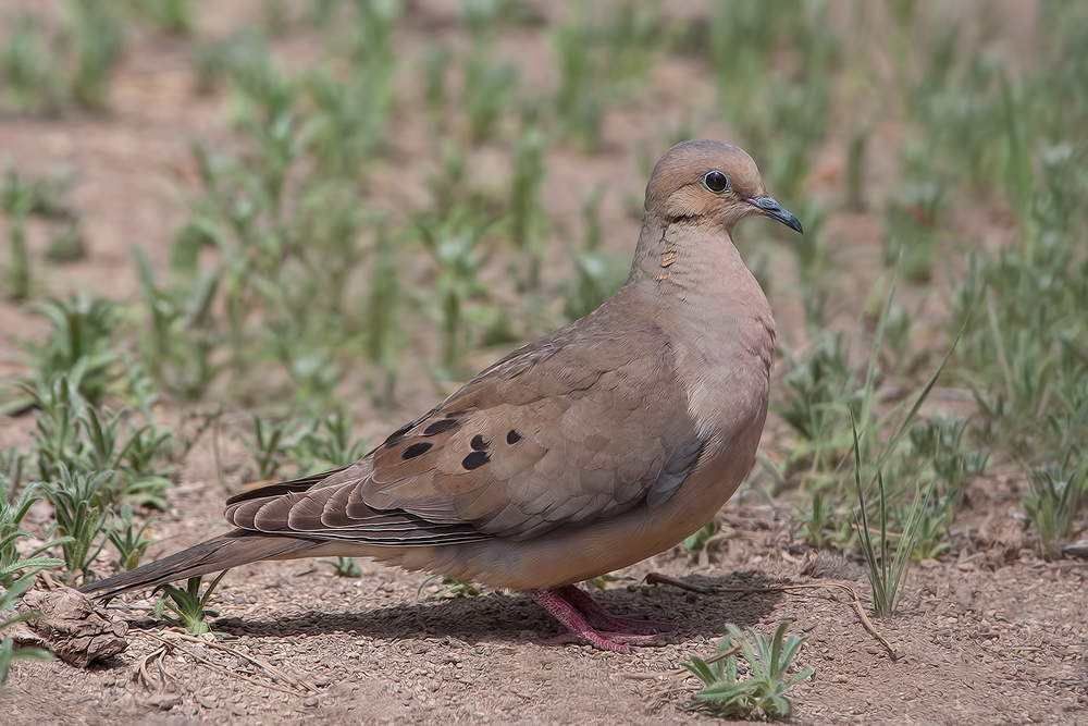 Mourning Dove, Cabin Lake "Guzzlers," Deschutes National Forest, Near Fort Rock, Oregon