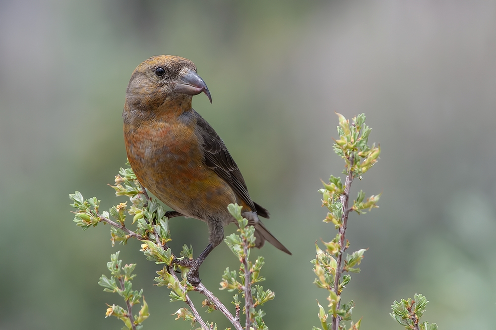 Red Crossbill (Male), Cabin Lake "Guzzlers," Deschutes National Forest, Near Fort Rock, Oregon