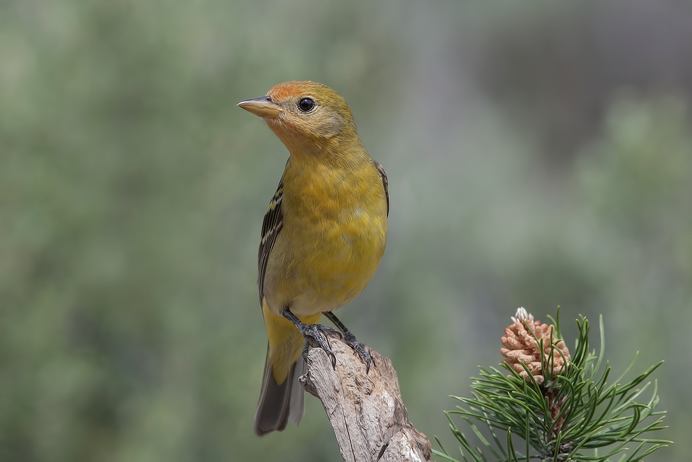 Western Tanager (Female), Cabin Lake "Guzzlers," Deschutes National Forest, Near Fort Rock, Oregon