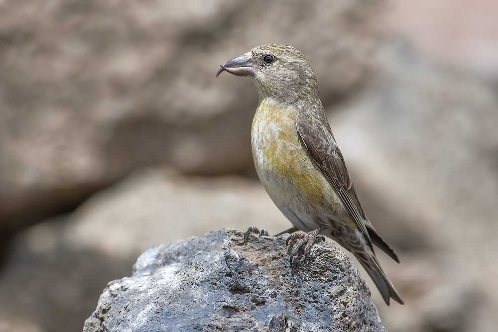 Red Crossbill (Female), Cabin Lake "Guzzlers," Deschutes National Forest, Near Fort Rock, Oregon