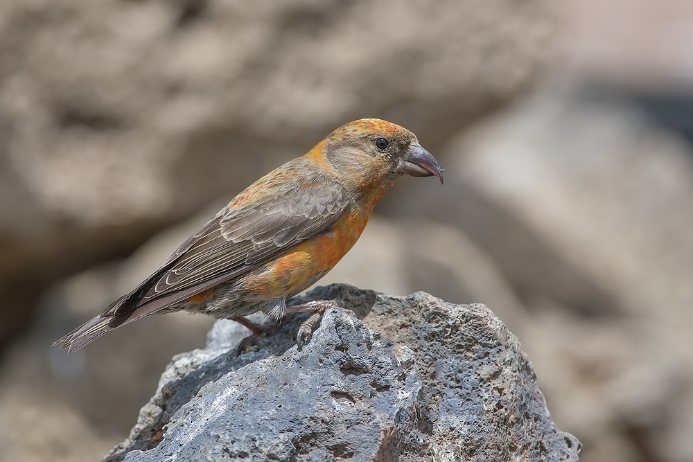 Red Crossbill (Male), Cabin Lake "Guzzlers," Deschutes National Forest, Near Fort Rock, Oregon