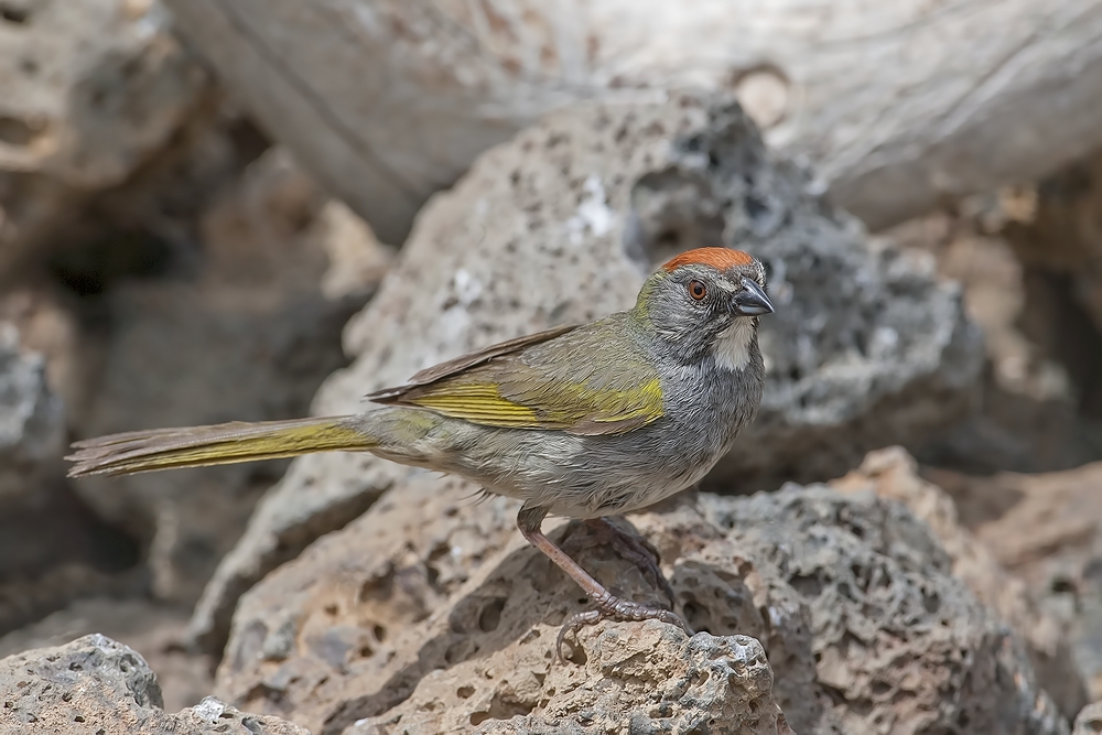 Green-Tailed Towhee, Cabin Lake "Guzzlers," Deschutes National Forest, Near Fort Rock, Oregon