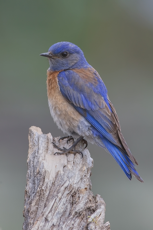 Western Bluebird, Cabin Lake "Guzzlers," Deschutes National Forest, Near Fort Rock, Oregon