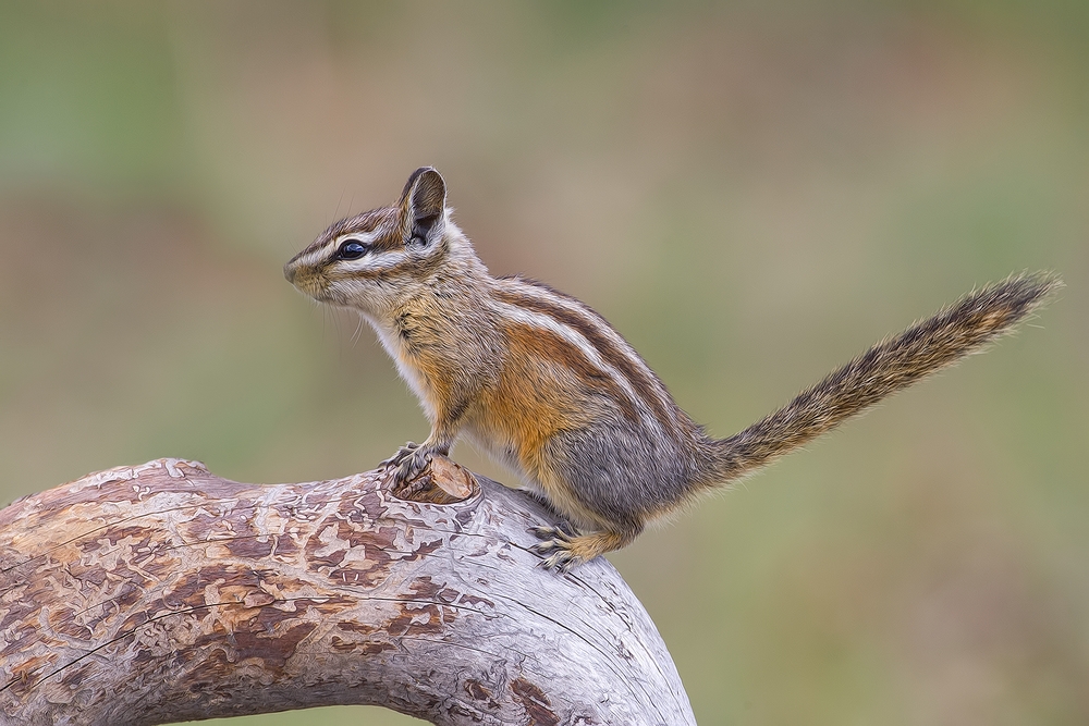 Least Chipmunk, Cabin Lake "Guzzlers," Deschutes National Forest, Near Fort Rock, Oregon