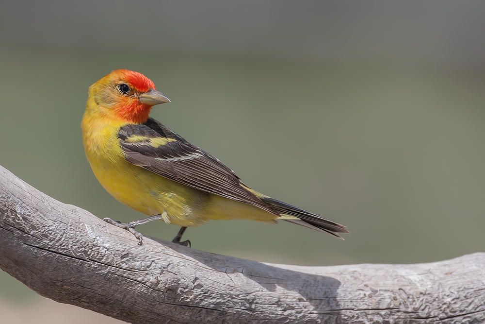 Western Tanager (Male), Cabin Lake "Guzzlers," Deschutes National Forest, Near Fort Rock, Oregon