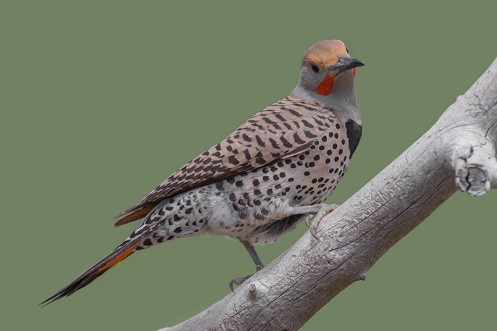 Northern Flicker (Male), Cabin Lake "Guzzlers," Deschutes National Forest, Near Fort Rock, Oregon