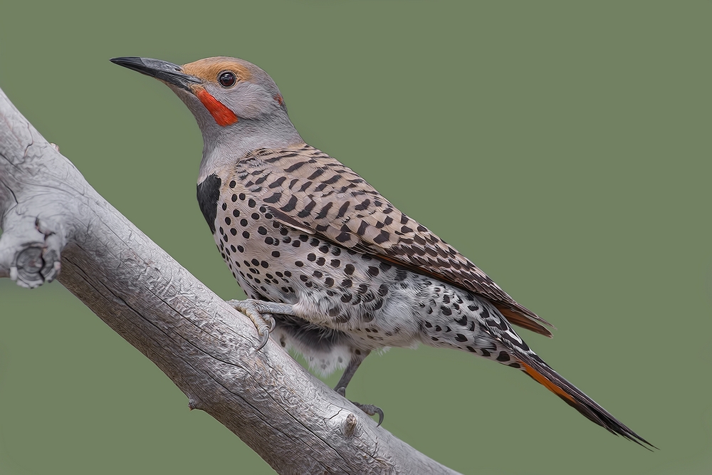 Northern Flicker (Male), Cabin Lake "Guzzlers," Deschutes National Forest, Near Fort Rock, Oregon