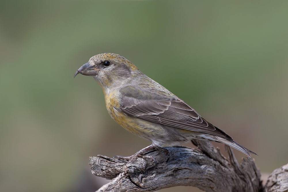 Red Crossbill (Female), Cabin Lake "Guzzlers," Deschutes National Forest, Near Fort Rock, Oregon