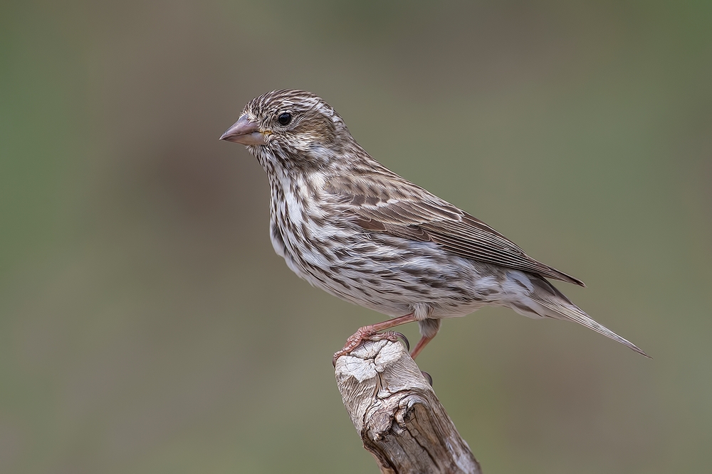 Cassin's Finch (Female), Cabin Lake "Guzzlers," Deschutes National Forest, Near Fort Rock, Oregon