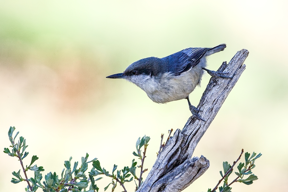 Pygmy Nuthatch, Cabin Lake "Guzzlers," Deschutes National Forest, Near Fort Rock, Oregon