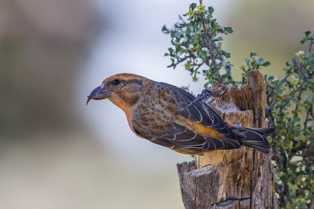 Red Crossbill (Male), Cabin Lake "Guzzlers," Deschutes National Forest, Near Fort Rock, Oregon